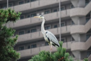 池のそばの松にとまるアオサギ（館長撮影）。鶴のように立派な風貌ですが、心配の種。