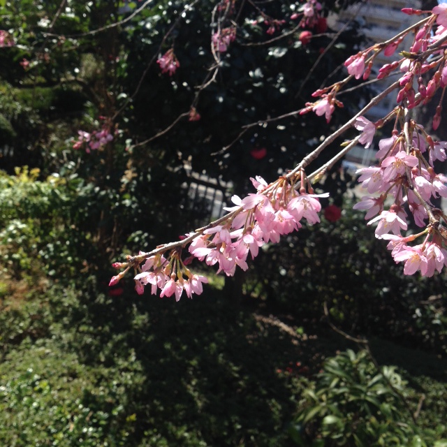 枝垂れ桜